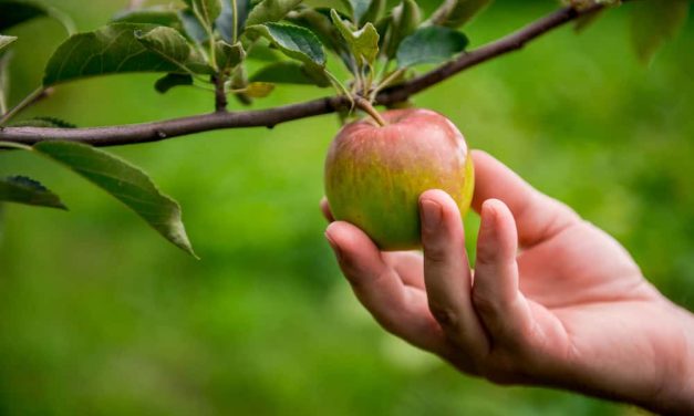 <span id="titleiswpReadMe_2943">OVERCOMING TEMPTATION – Part 2</span>
