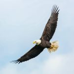 THE ANTS AND THE EAGLES