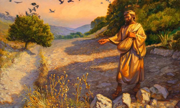 SEED TO THE SOWER